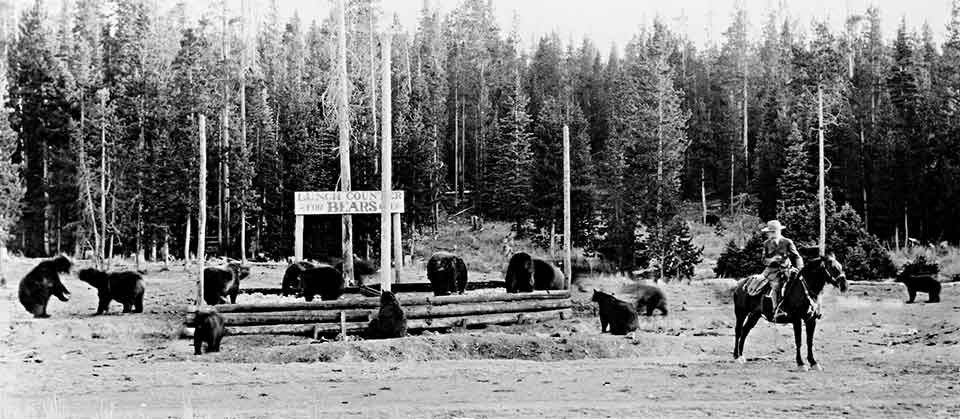 Bear lunches